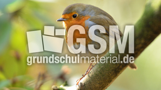 Rotkehlchen (36).jpg